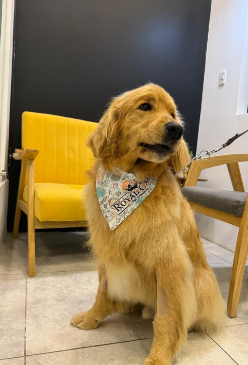 Resultado de grooming en Royal Care 5