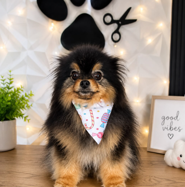 Resultado de grooming en Royal Care 2