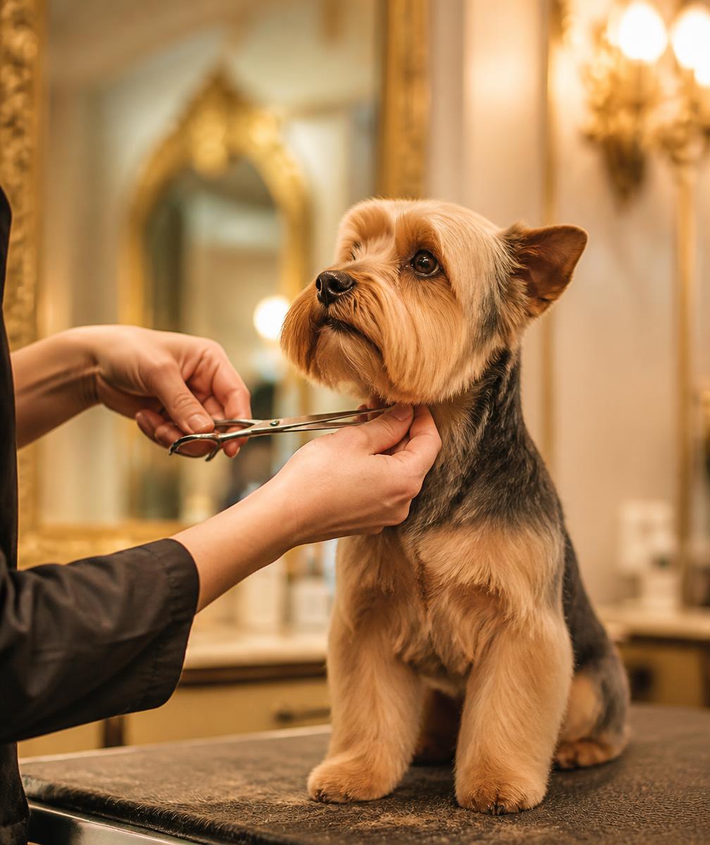 Corte de pelo profesional a un perro pequeño